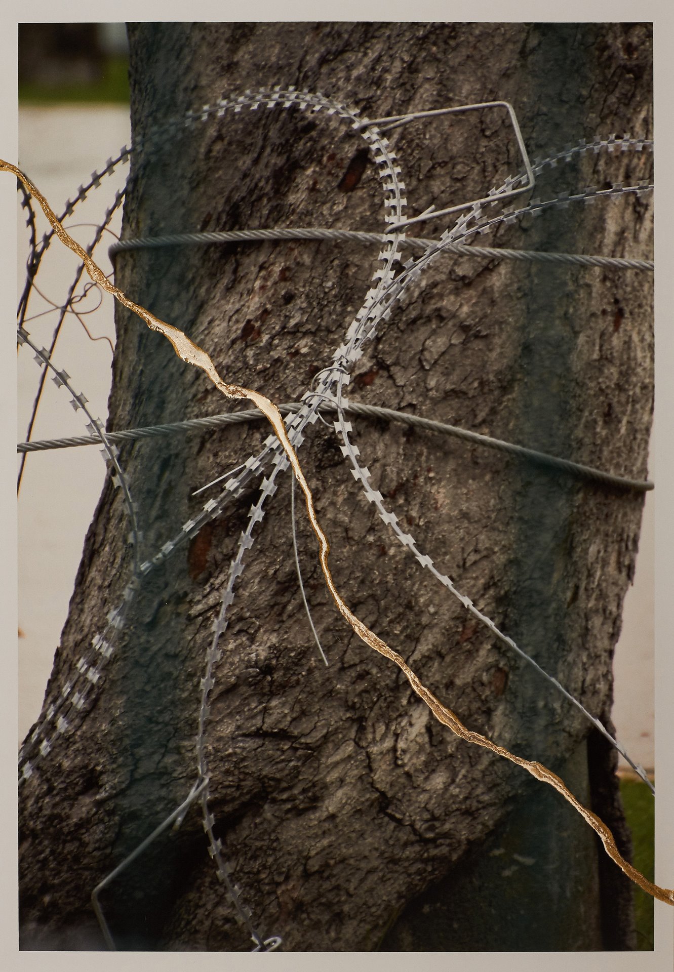 Razor wire on a tree trunk in Sanam Luang, Bangkok, Thailand. This tree is one of three trees that were used to hang the bodies of protesters during the 6 October 1976 massacre.<br />
<br />
On 6 October 2021, survivors, relatives of the deceased and hundreds of youth protesters gathered at Thammasat University for the 45th anniversary of the 6 October 1976 massacre. Containers, railway cars and razor wire were placed around Sanam Luang, the park in front of Thammasat University, where students were lynched and hanged by the military and royalist civilians.