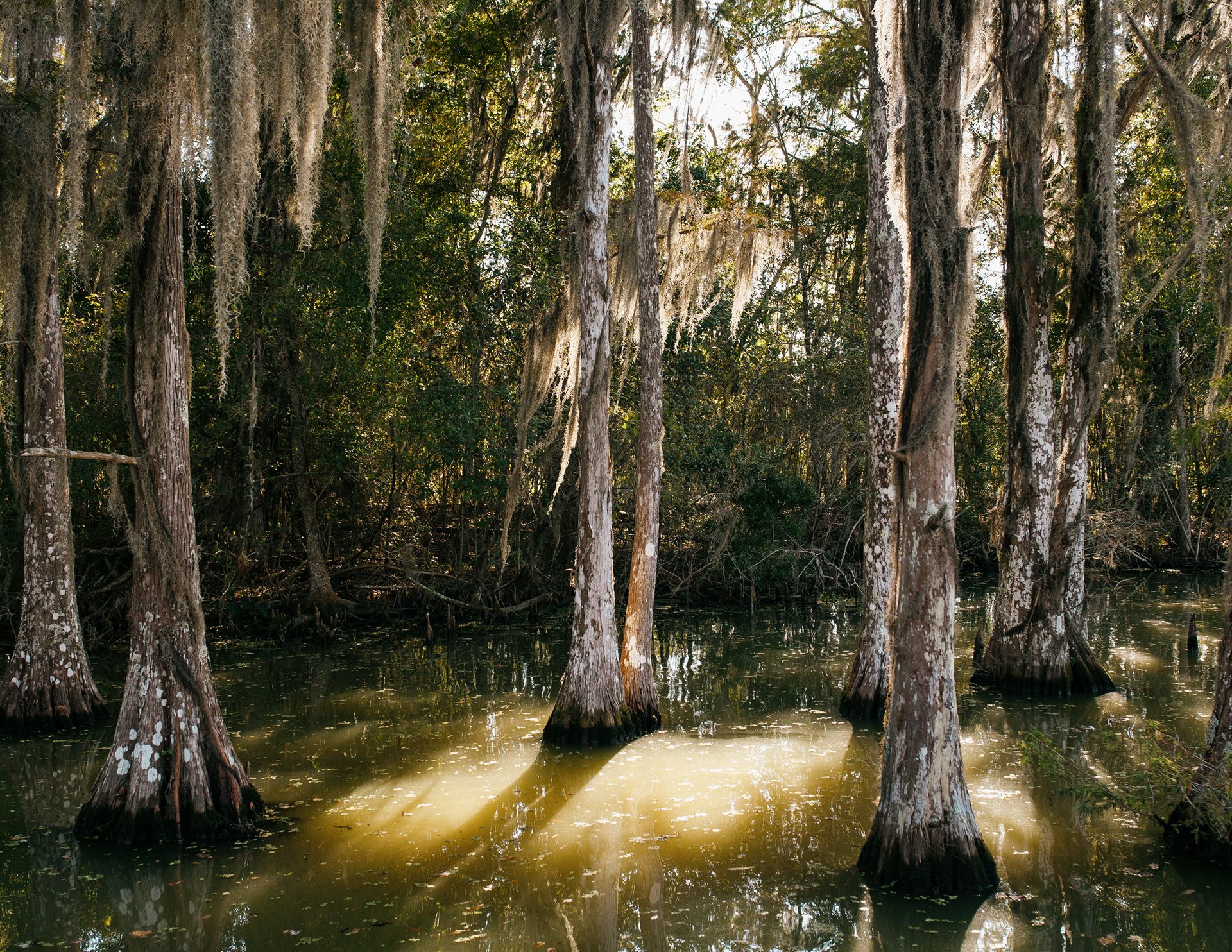 An oak forest in Southern Louisiana, United States. The forest ecosystem seen here is similar to what was once found on Isle de Jean-Charles.&nbsp;