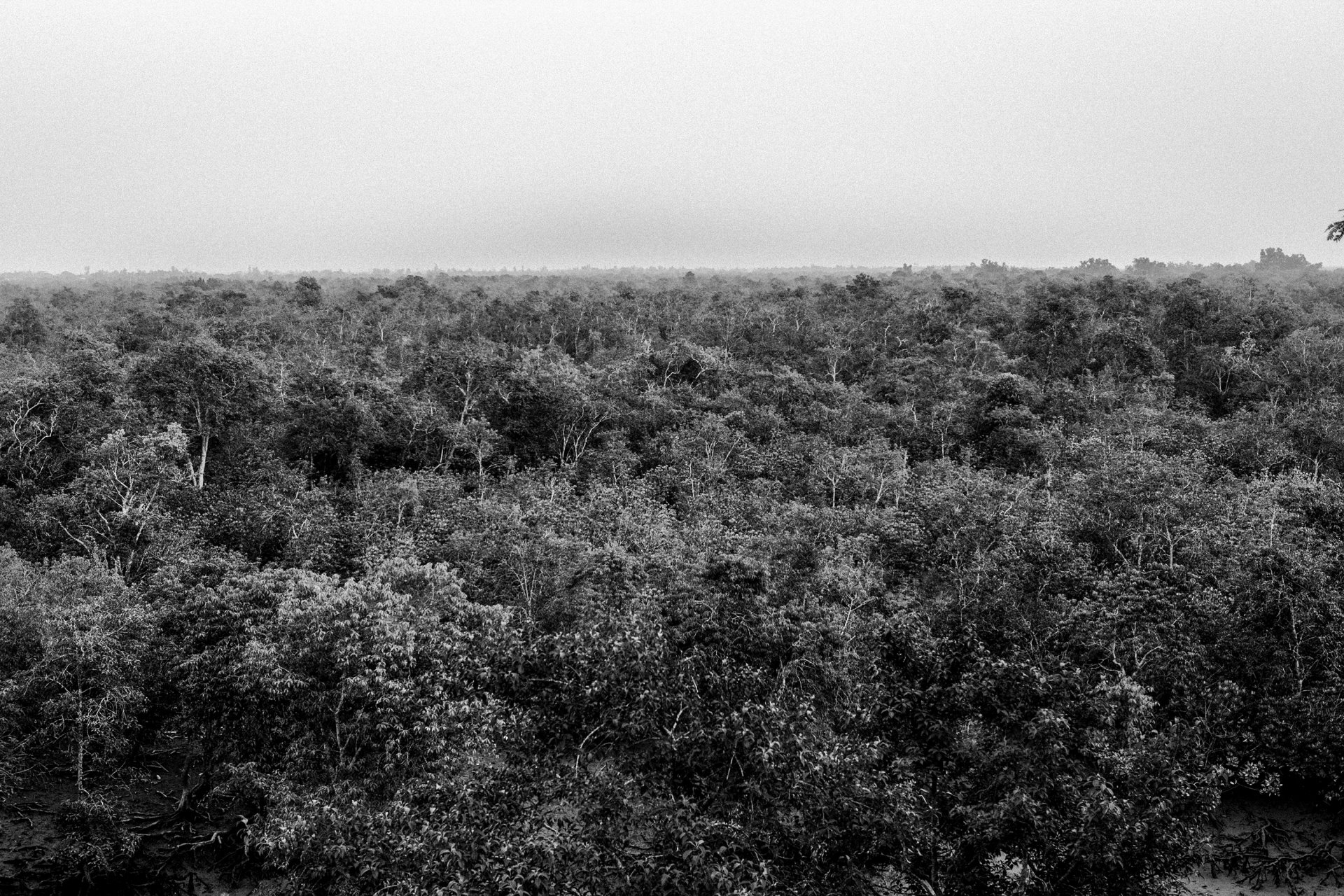 An aerial view of the Sundarban Tiger Reserve, West Bengal, India, which has one of the highest incidences of human-tiger conflict in the country.