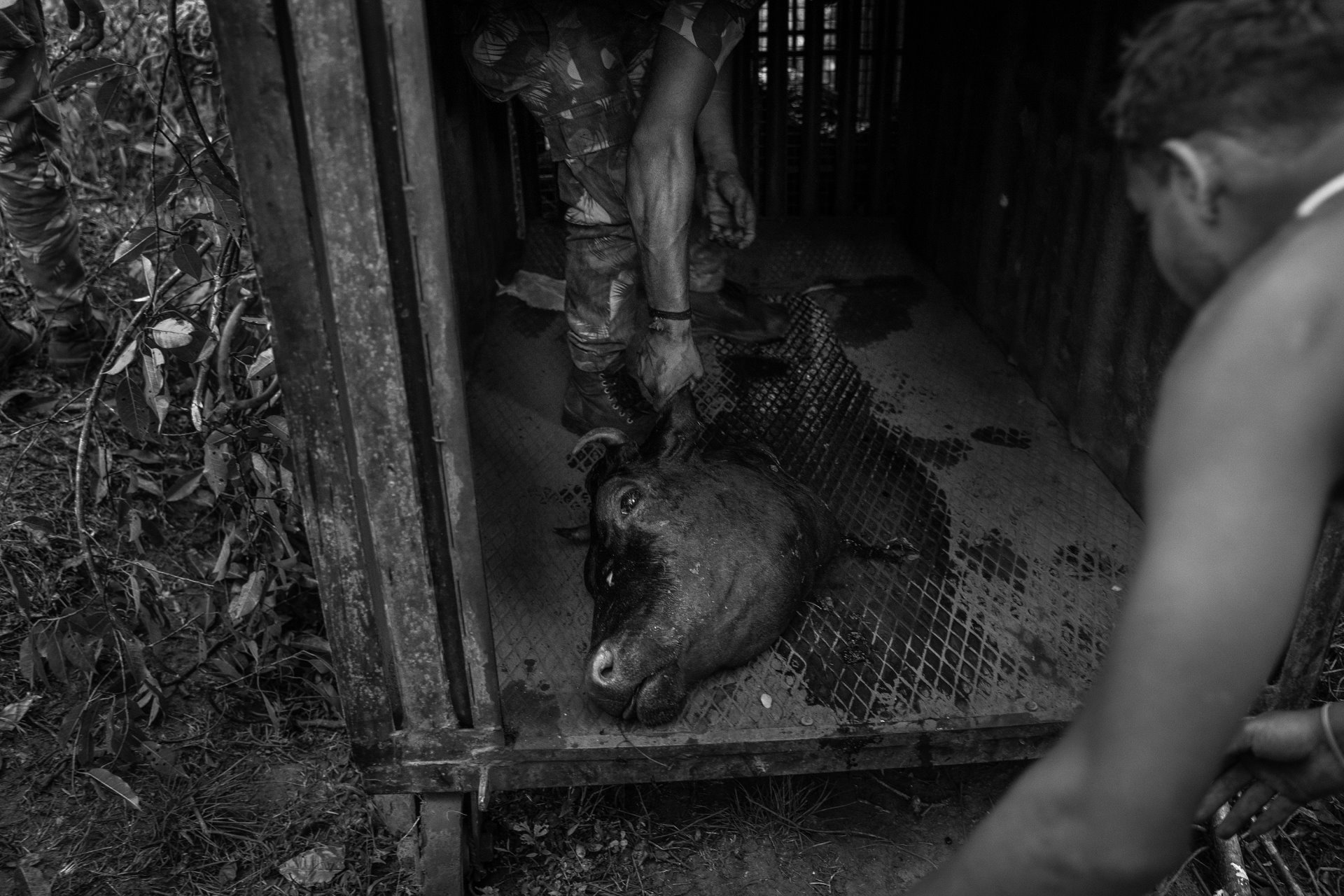 After a tiger had killed almost 40 cattle in the village of Gudalur, near the Mudumalai Tiger Reserve, in Tamil Nadu, India, forest officials drag the remains of one of the beasts into a trap to act as bait to lure the tiger.