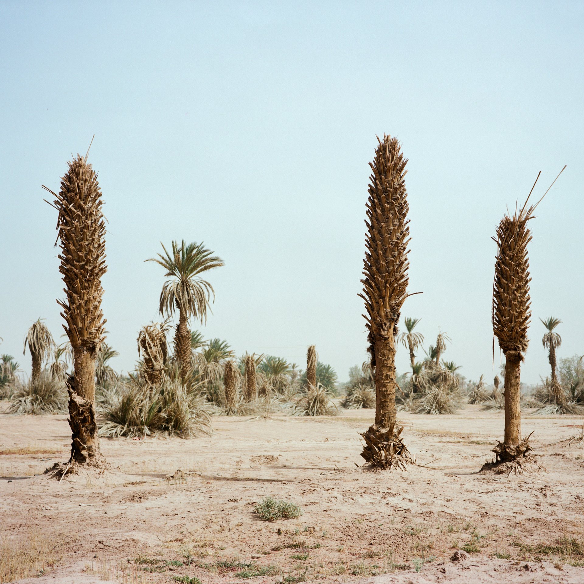 M&#39;hamid El Ghizlane Oasis in southern Morocco currently shrinks by around 100 meters annually on all sides.