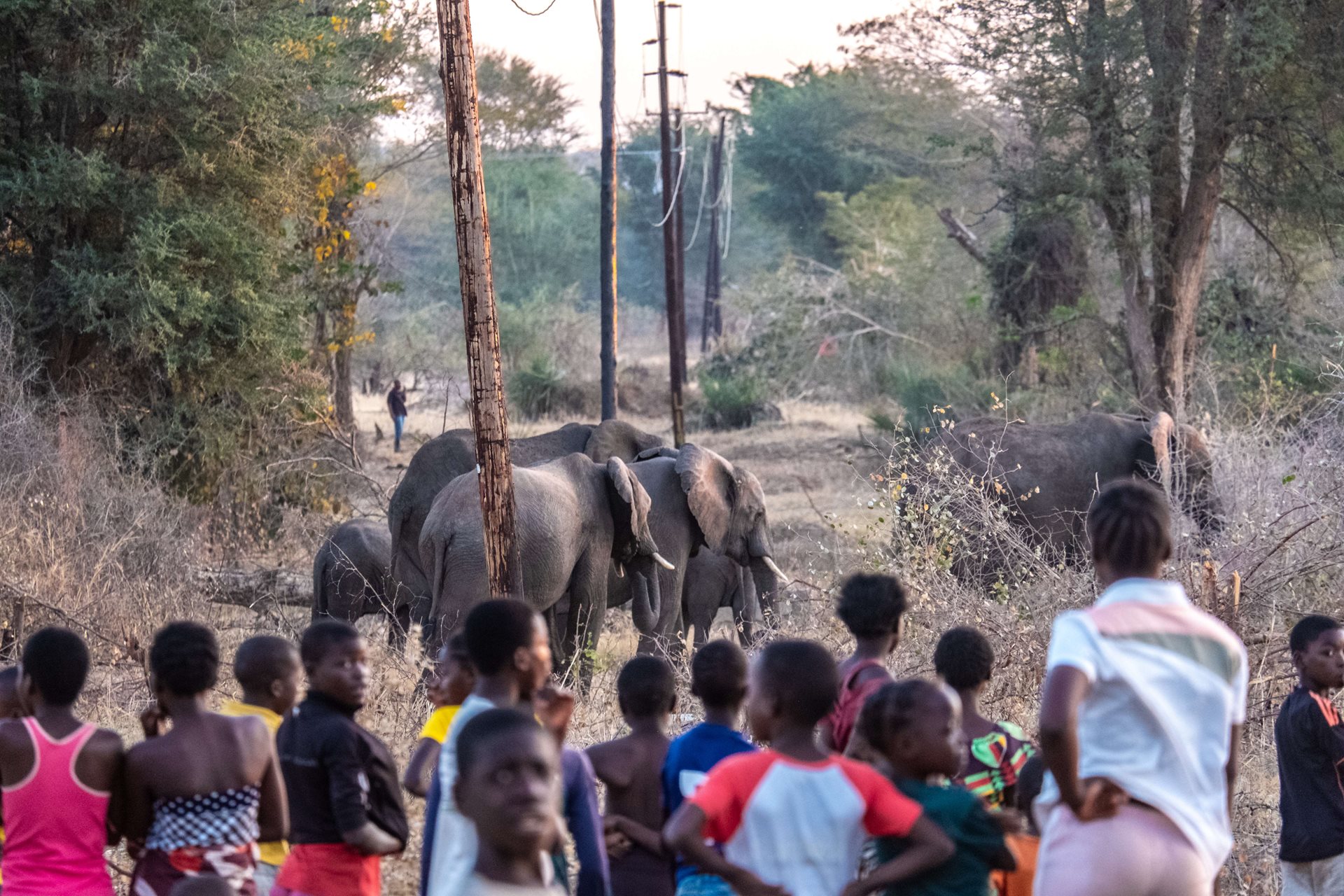 Residents of the Linda suburb in Livingstone, Zambia, watch a herd of elephants passing close by. The neighbourhood has emerged as a hotspot of human-elephant conflict.