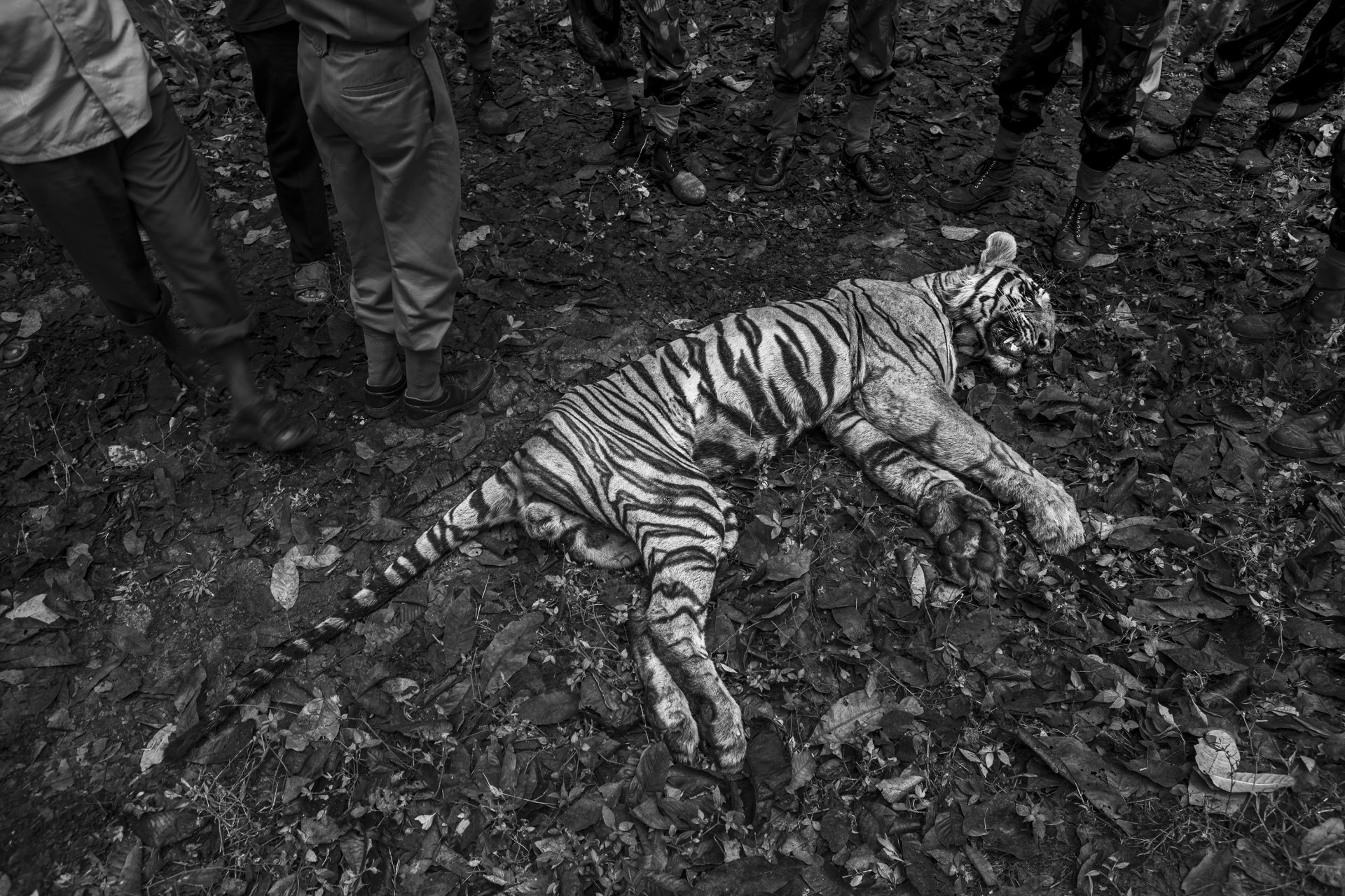 A tiger lies dead in unexplained circumstances, at a village near the Anamalai Tiger Reserve, in Tamil Nadu, India.