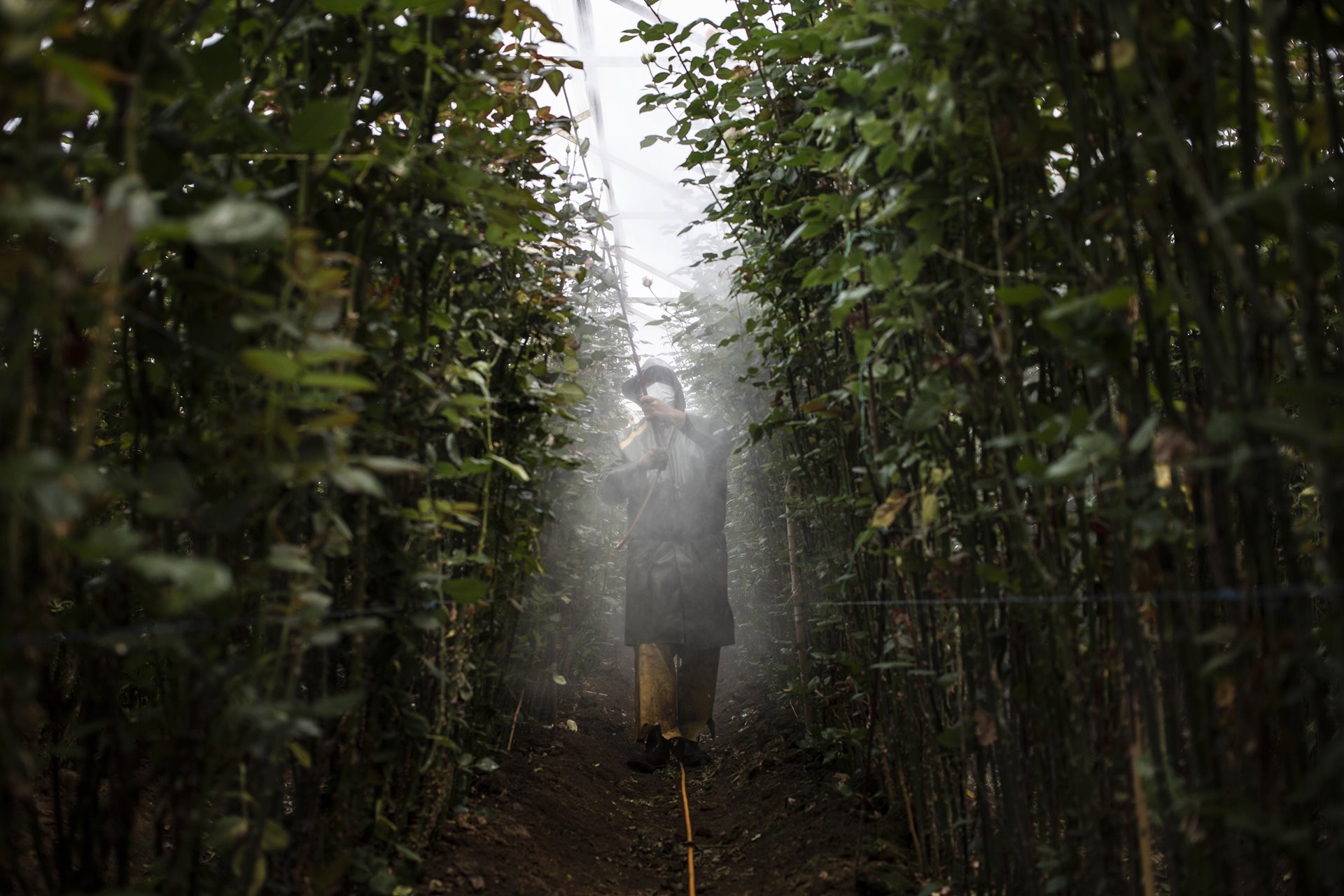 A worker sprays roses inside a greenhouse, in Villa Guerrero, Mexico. The smell of chemicals pervades the flower-growing region.