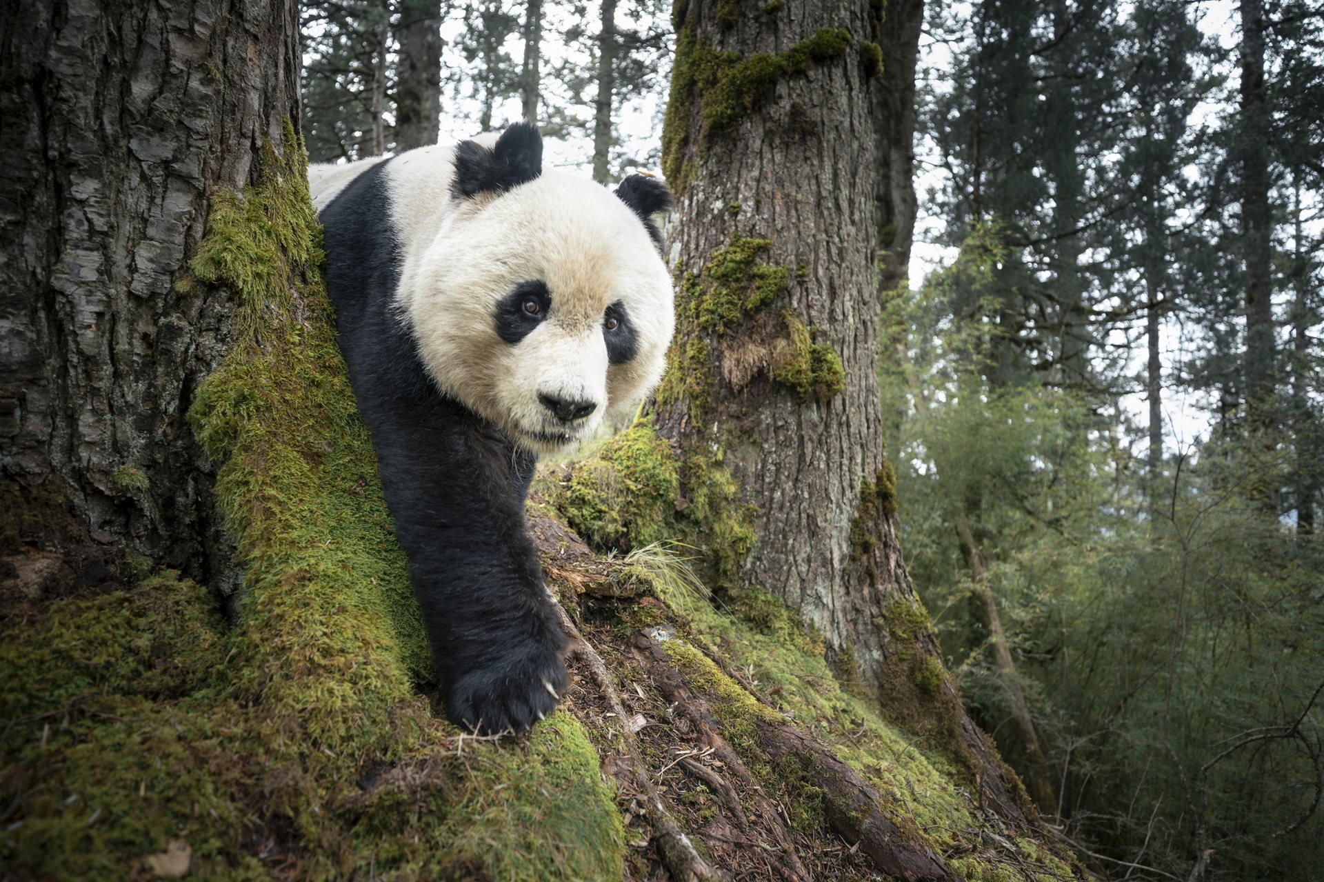 Mountain Resident of Wanglang