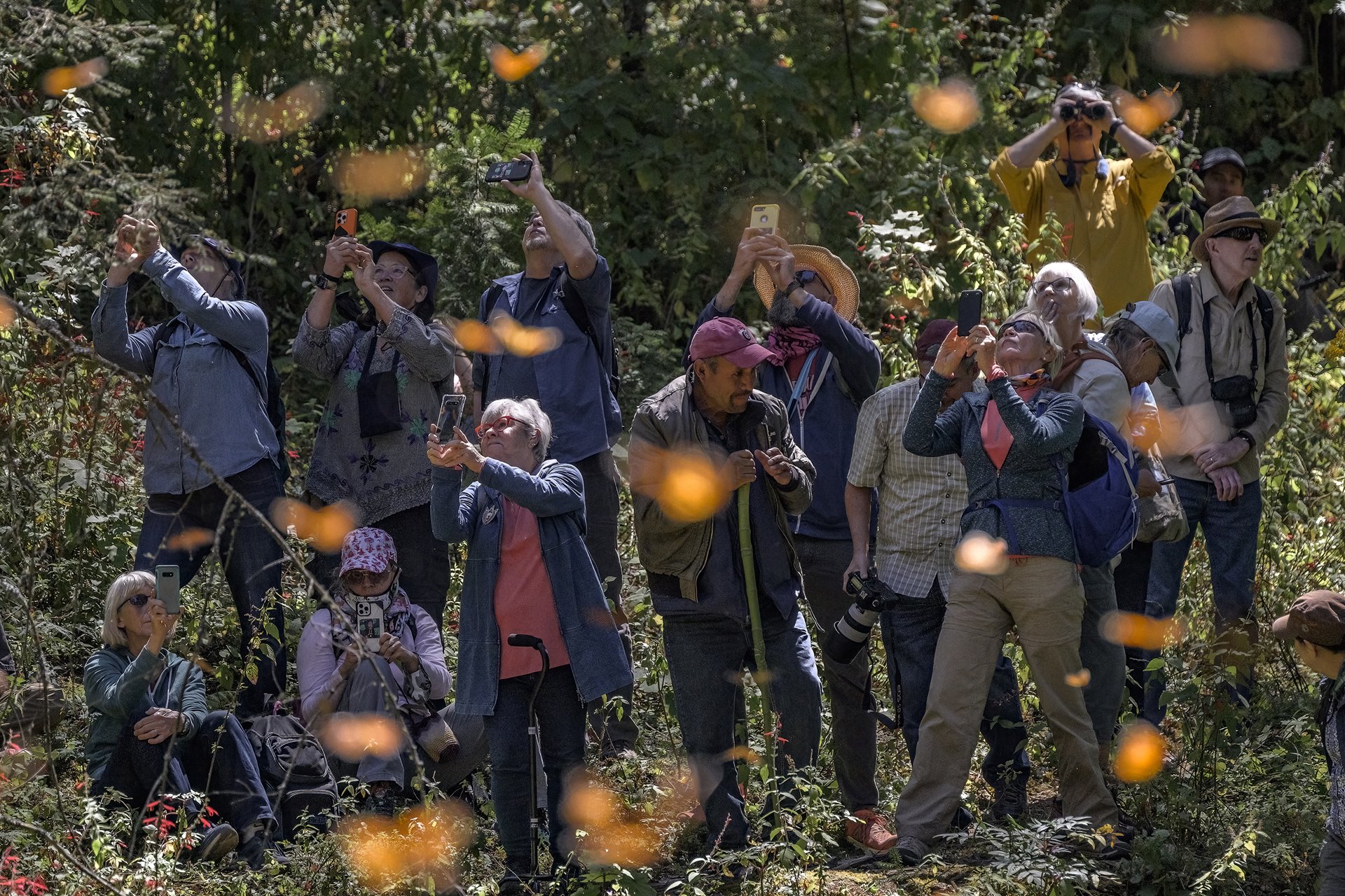 Visitors observe monarch butterflies in El Rosario Monarch Butterfly Sanctuary, Michoacán, Mexico, in a region where income from tourism allows &nbsp;local communities to restore and protect areas once used for agriculture or logging.&nbsp;