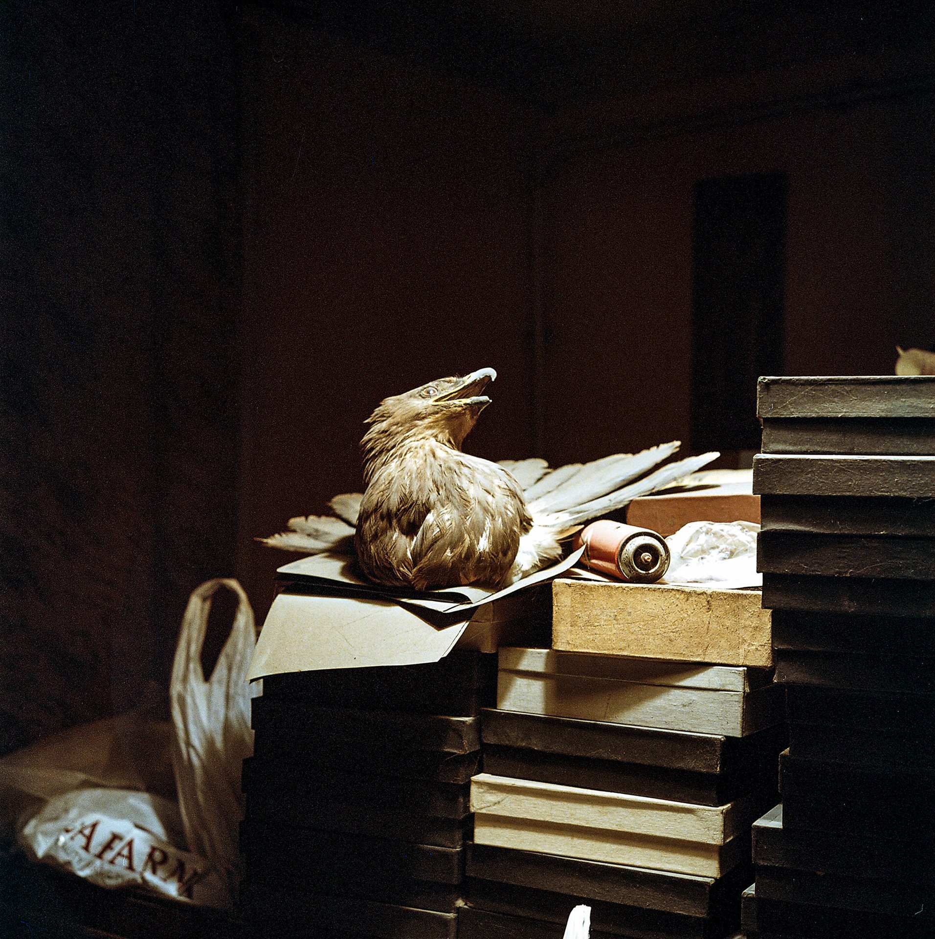 A taxidermied eagle rests on top of boxes of preserved butterflies in Parkev Kazarian&rsquo;s home. As violence broke out on the streets of Sumgait in 1988, Kazarian and his family left Baku (just 30 km away) a year later, bringing eleven boxes of his most precious butterflies and little else. They settled in the village of Tzhogamark north of Gyumri, Armenia.