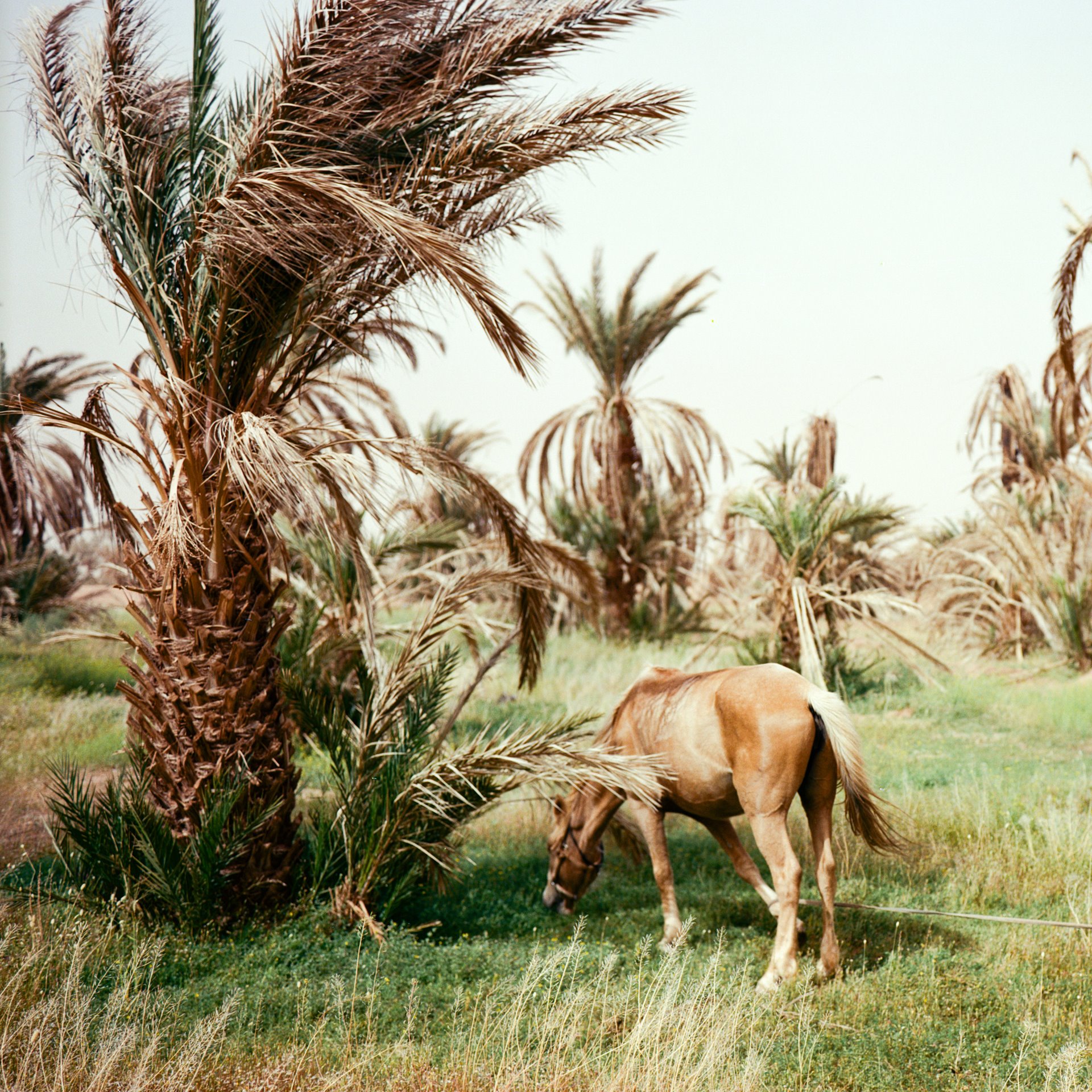 <p>A horse grazes at M&#39;hamid El Ghizlane Oasis, which is home to around 7,500 people, in southern Morocco.</p>

