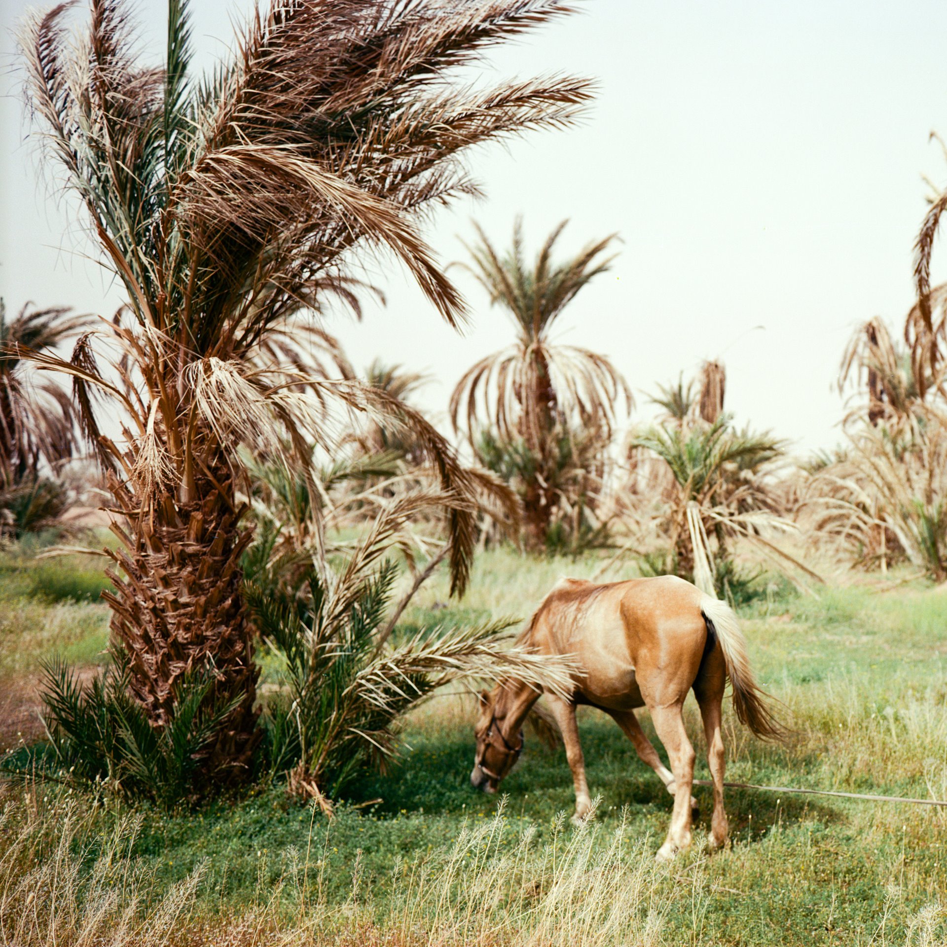 <p>A horse grazes at M&#39;hamid El Ghizlane Oasis, which is home to around 7,500 people, in southern Morocco.</p>
