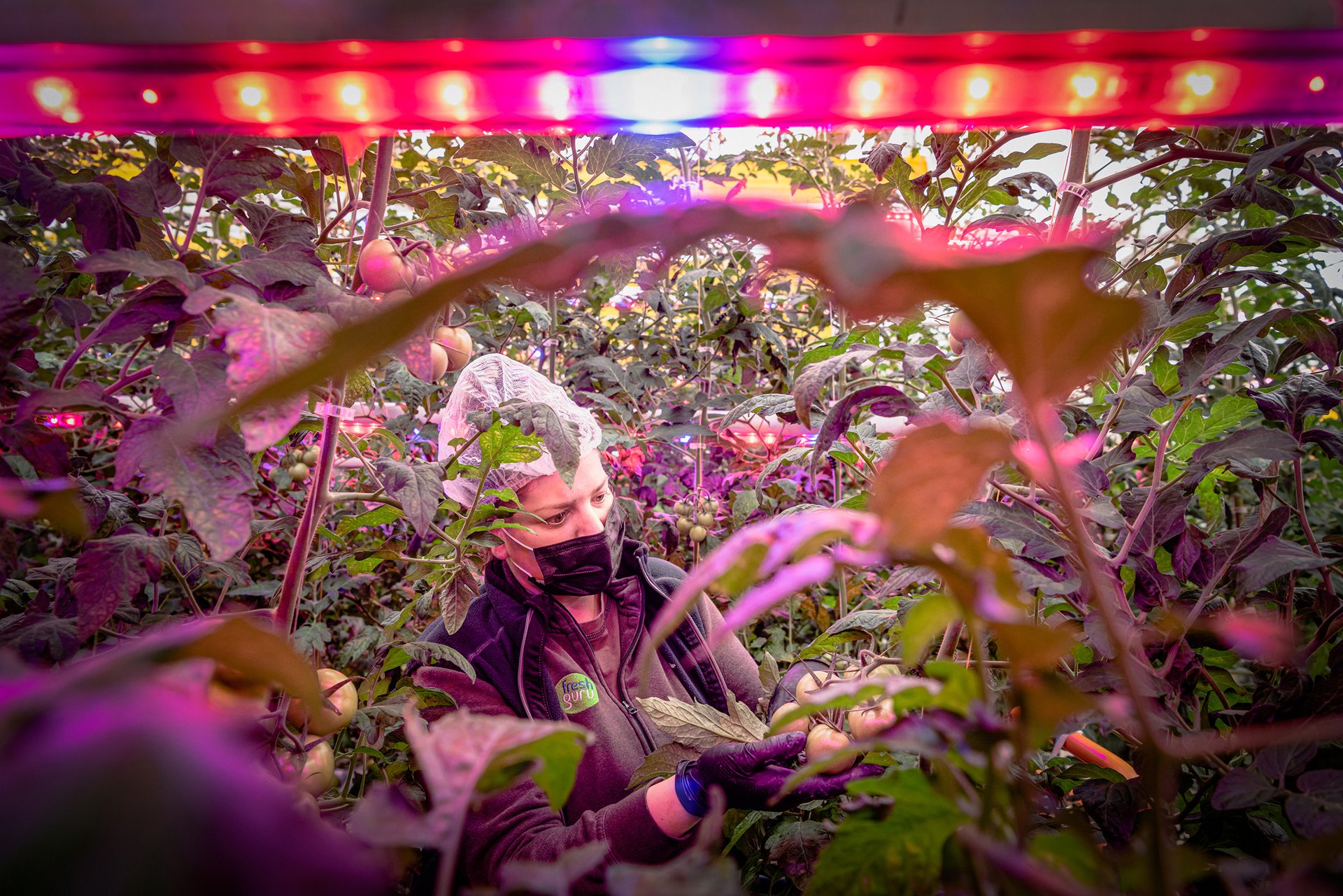 <p>A worker harvests tomatoes in a greenhouse in Ostellato, Italy. High-efficiency LED lights using 100 percent green energy provided by a nearby biogas plant ensure sustainable year-round production. Herbicides and glyphosates are not needed in the controlled environment.</p>
