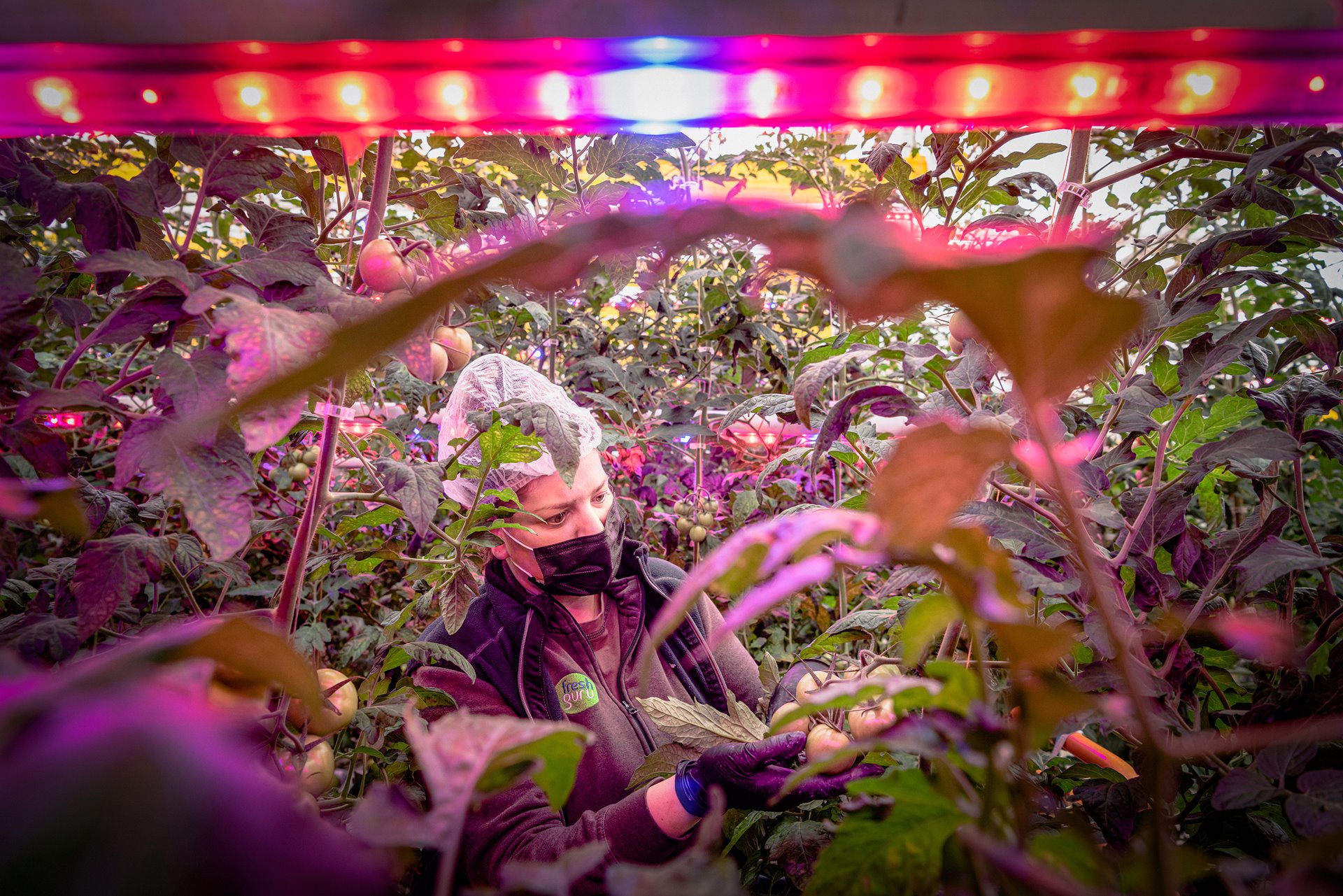 <p>A worker harvests tomatoes in a greenhouse in Ostellato, Italy. High-efficiency LED lights using 100 percent green energy provided by a nearby biogas plant ensure sustainable year-round production. Herbicides and glyphosates are not needed in the controlled environment.</p>
