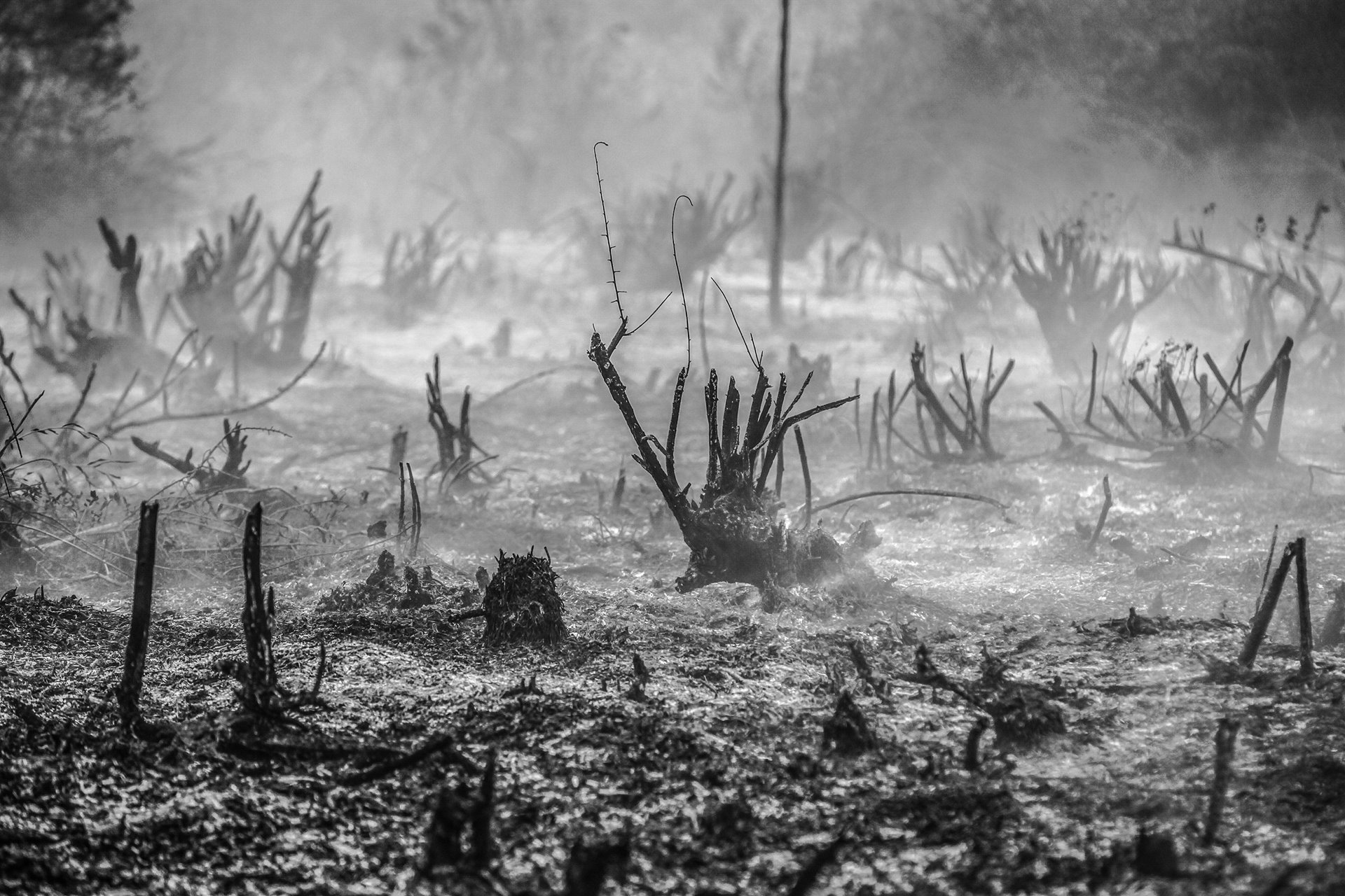 <p>Vegetation smolders after a peatland and forest fire in Rambutan, South Sumatra, Indonesia.</p>
