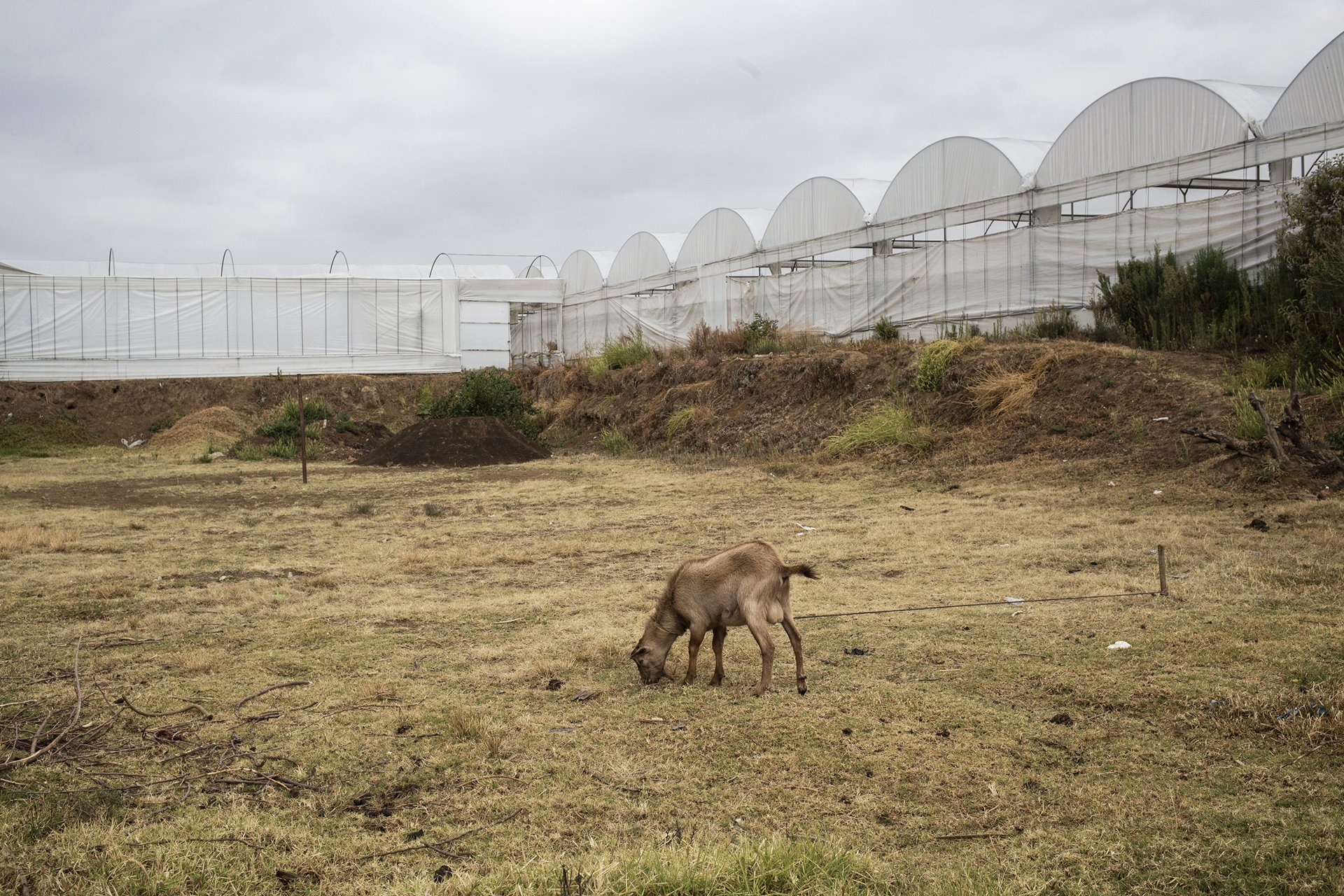 A goat grazing in a field amidst floriculture greenhouses, in Villa Guerrero, Mexico. A Royal Society of Chemistry paper has found that when animals feed on plants exposed to pesticides, toxic residues can enter and accumulate in parts of the animal that are later consumed by humans.