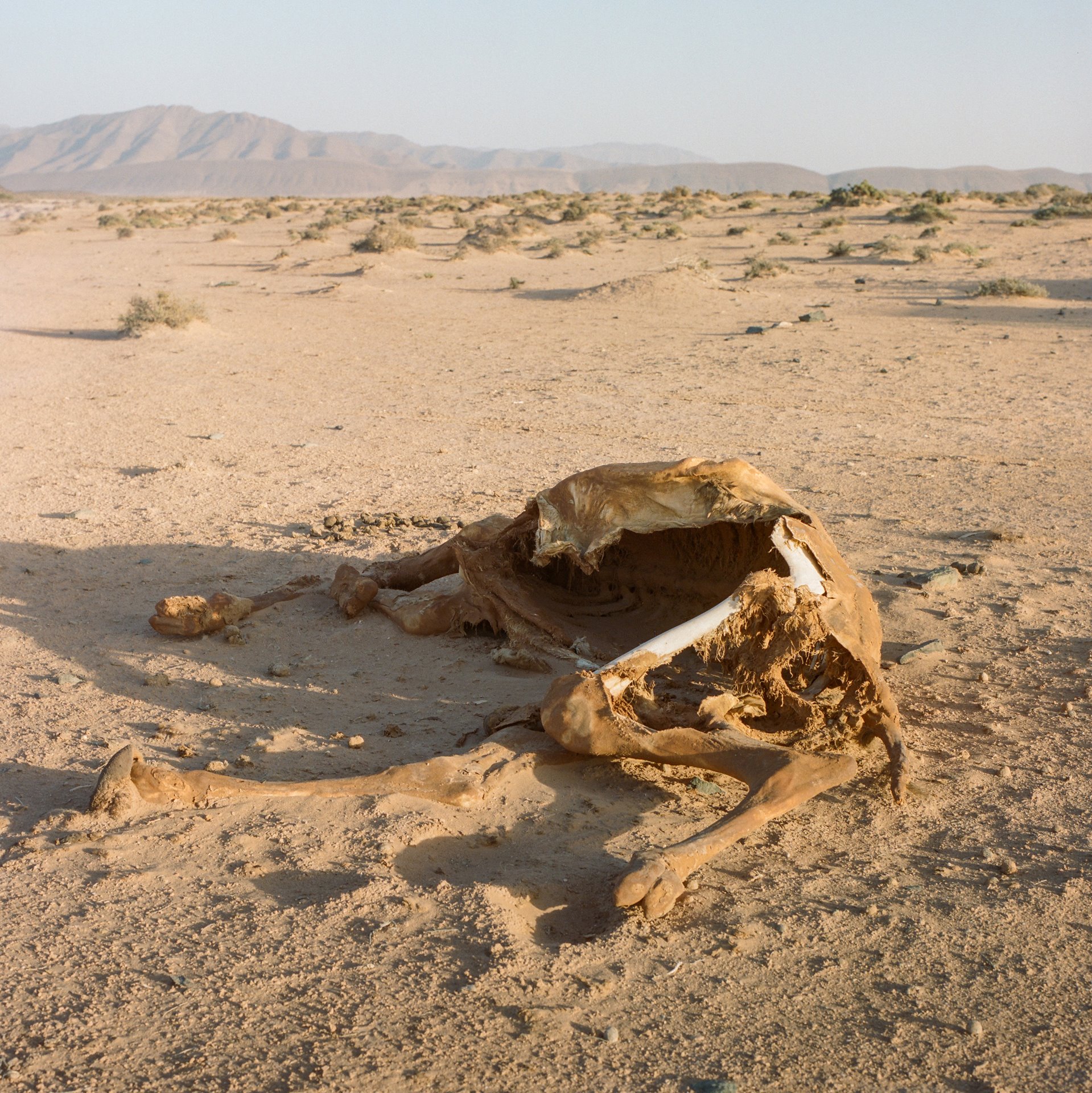 <p>The carcass of a dromedary that died of thirst after being lost in the desert lies near the Tighmert Oasis, in southern Morocco.</p>
