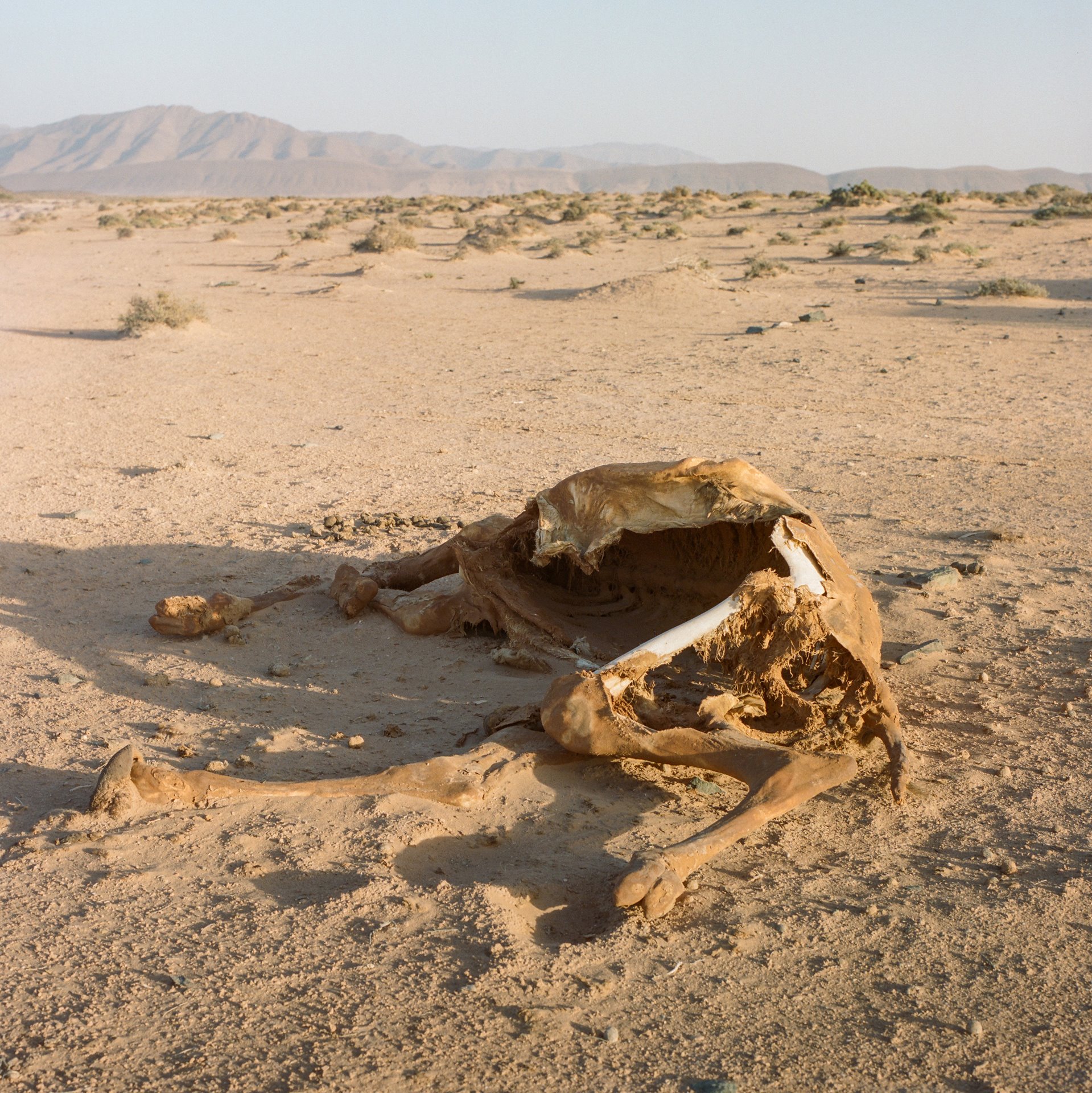 <p>The carcass of a dromedary that died of thirst after being lost in the desert lies near the Tighmert Oasis, in southern Morocco.</p>
