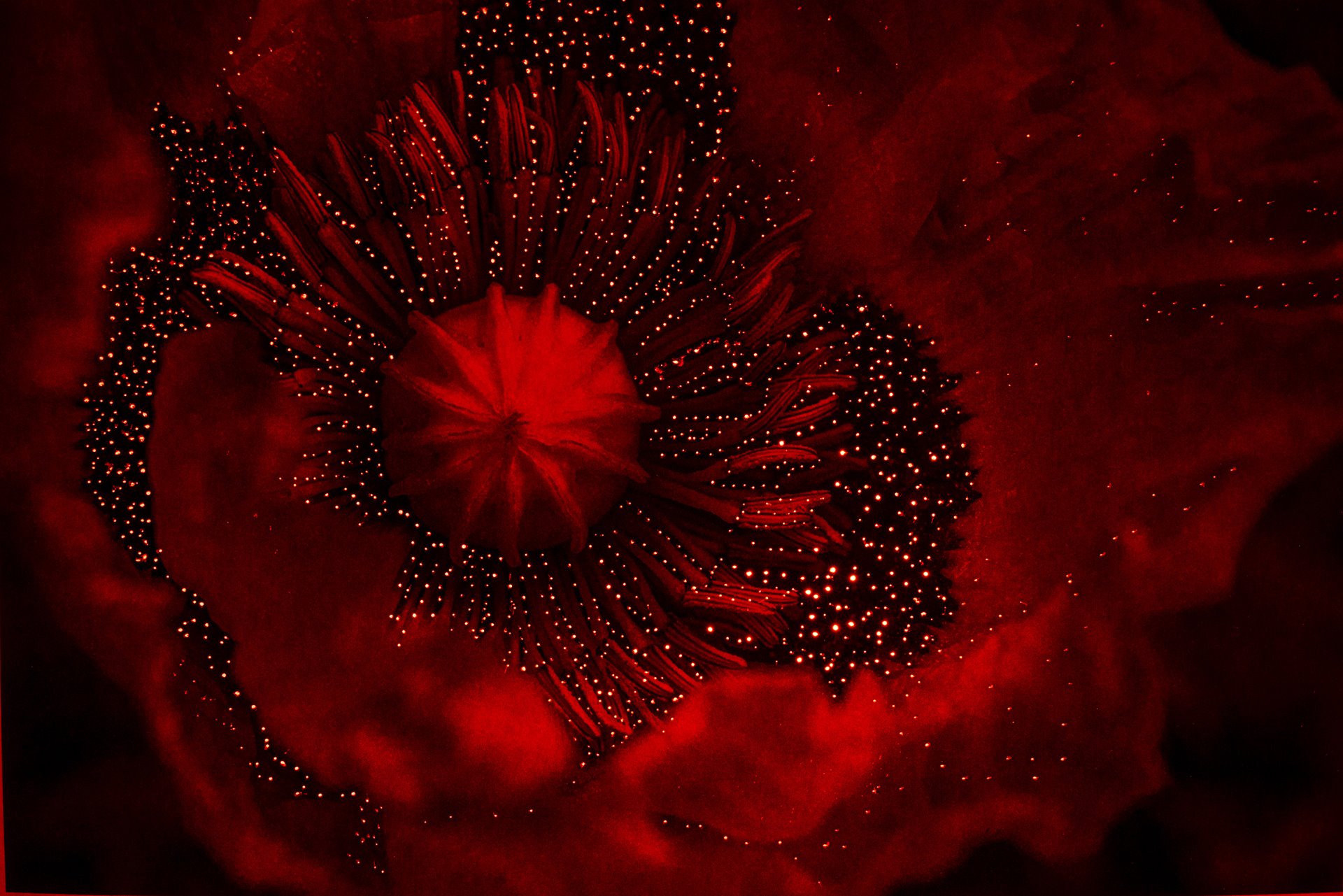 A poppy flower in Acatepec, Guerrero, Mexico. Extracted opium gum from the poppy is turned into heroin in Mexico before being transported to the US and Canada.&nbsp;